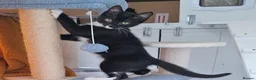 Mixed Breed cats for adoption: LEVI AND LOUISE - Advert 1