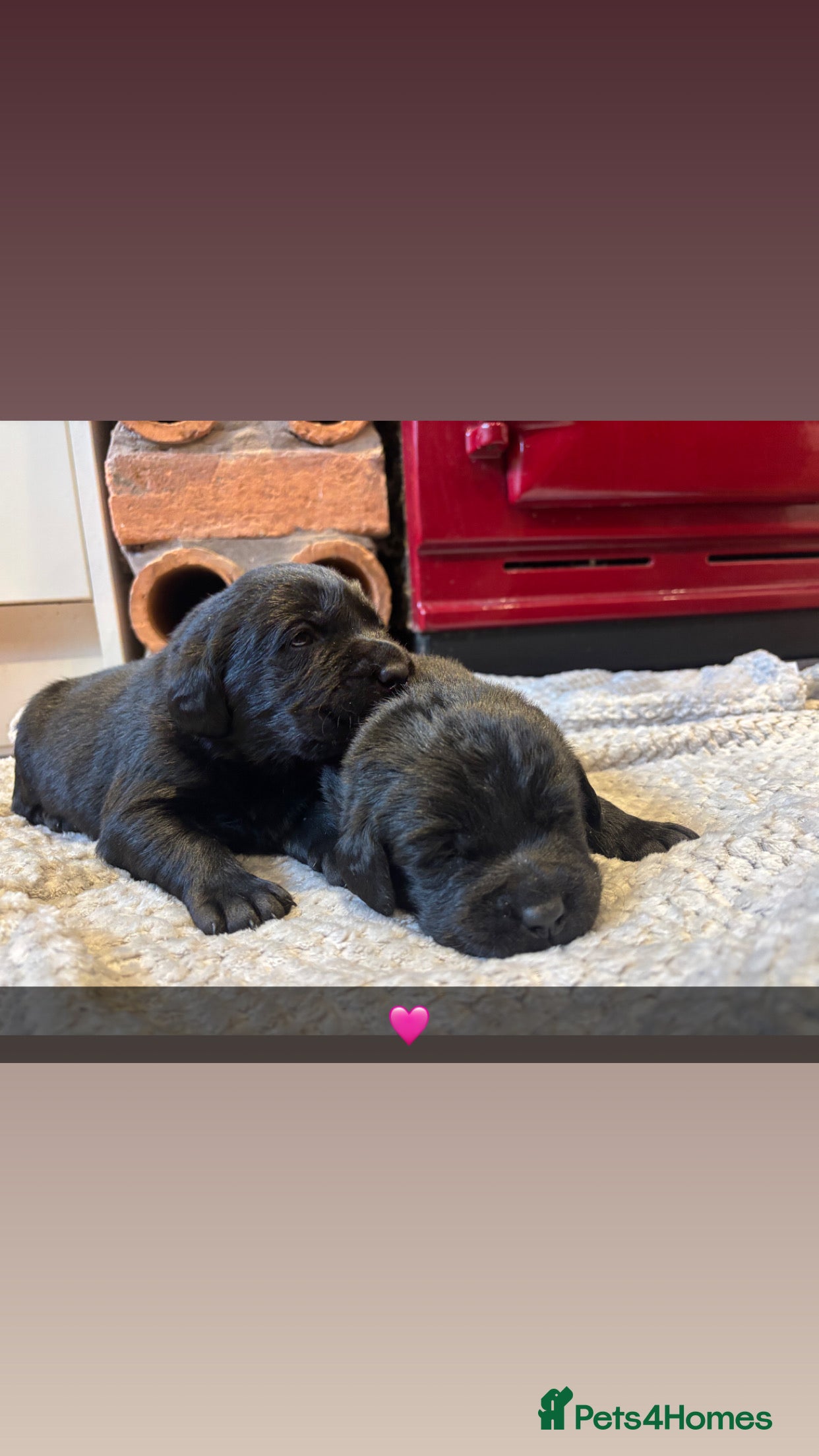 Labrador Retriever dogs Chunky Labrador Puppies  - Advert 11