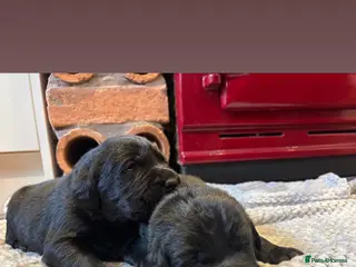 Labrador Retriever dogs Chunky Labrador Puppies - Advert 11