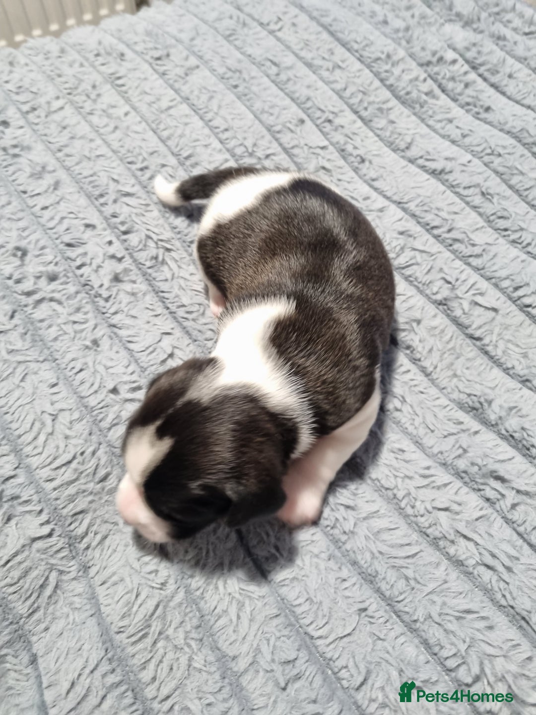 Jack Russell dogs for sale: Jack Russell X Shih Tzu Puppies - Advert 10