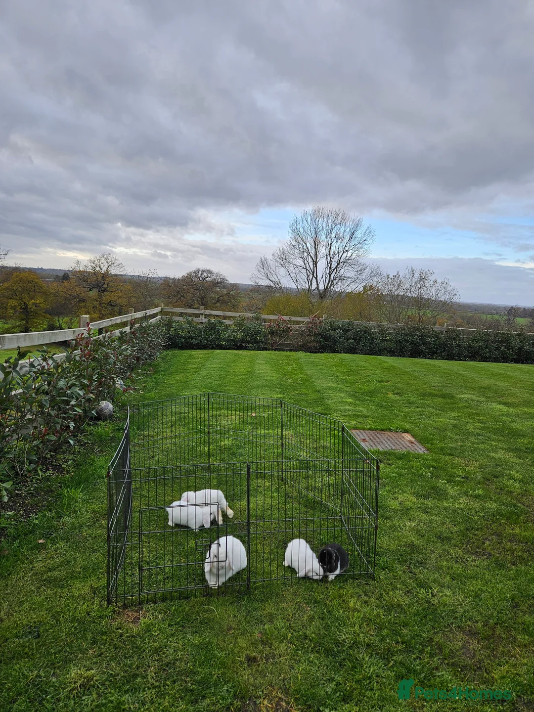 Mini Lop rabbits for sale: ❤️Purebread mini lops for sale❤️ - Advert 9