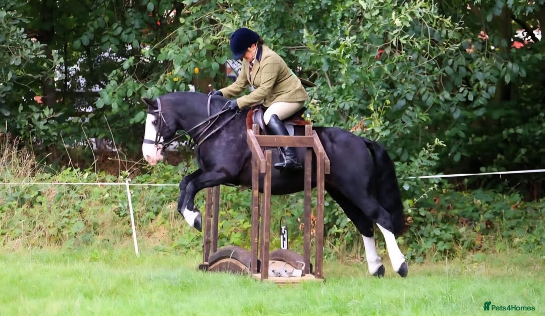 Other Breed horses for sale: Pocket rocket all rounder  - Image 3