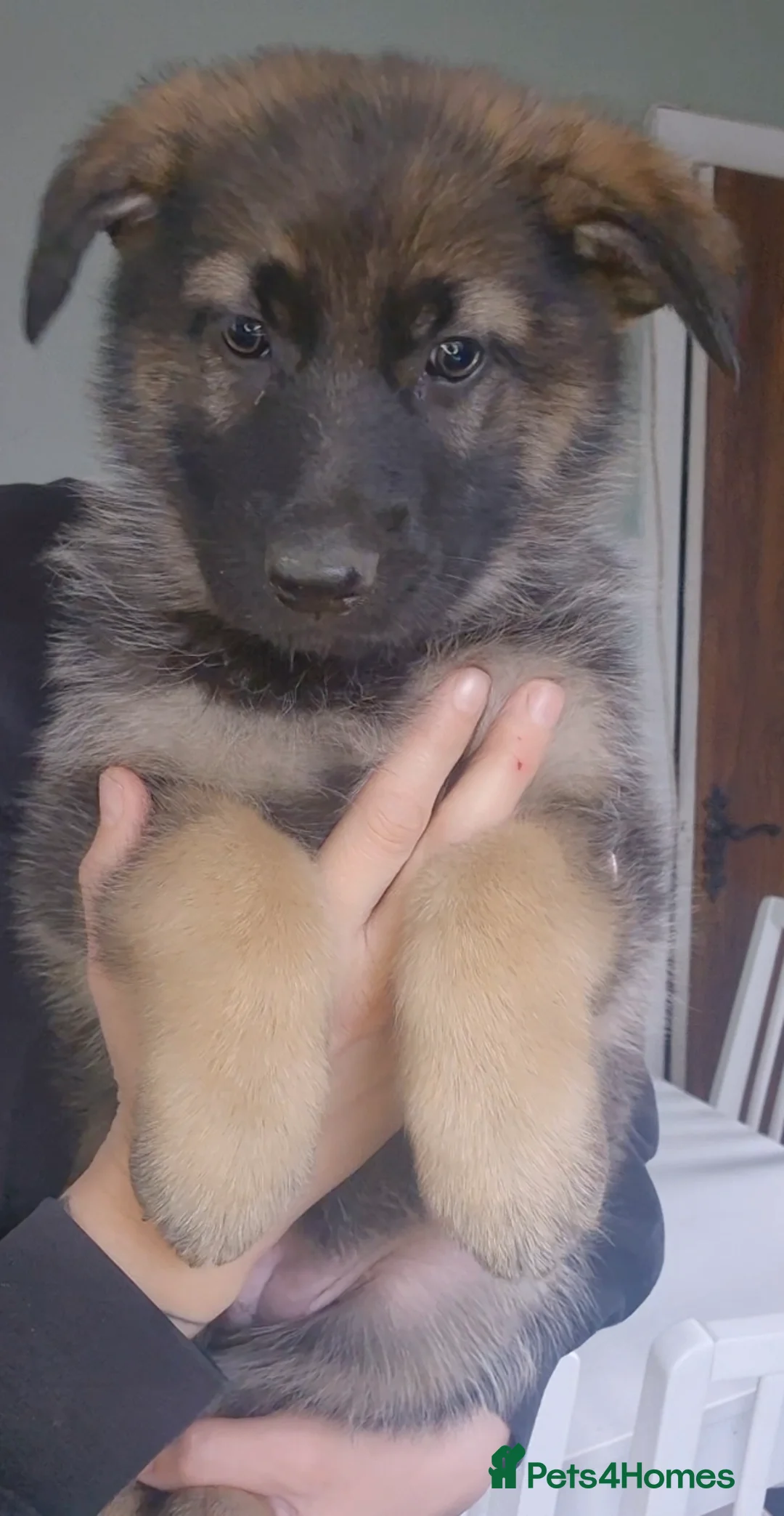 German Shepherd dogs for sale: German Shepherd Puppies  - Advert 1