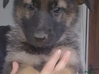 German Shepherd dogs German Shepherd Puppies - Advert 6