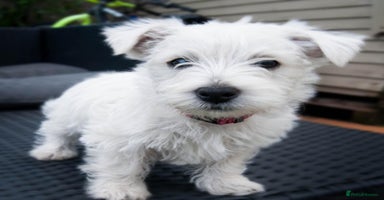 West Highland Terrier dogs - Advert 10