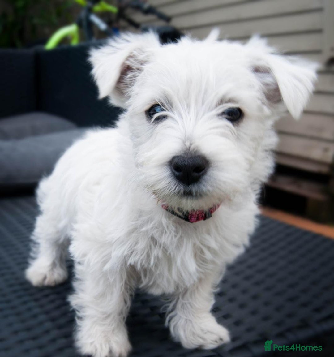 West Highland Terrier dogs for sale: HEALTH CHECKED PUPPIES  - Image 2