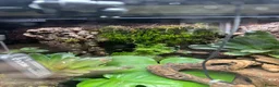 Frog reptiles for sale: Bioactive Vivarium in Sutton-in-Ashfield - Advert 7