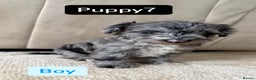Mixed Breed dogs for sale: Schnoodle puppies for sale  - Advert 7