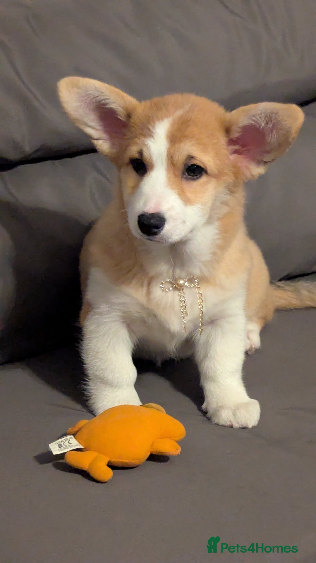 Welsh Corgi Pembroke dogs for sale: Champion line corgi puppies health tested parents  - Advert 13