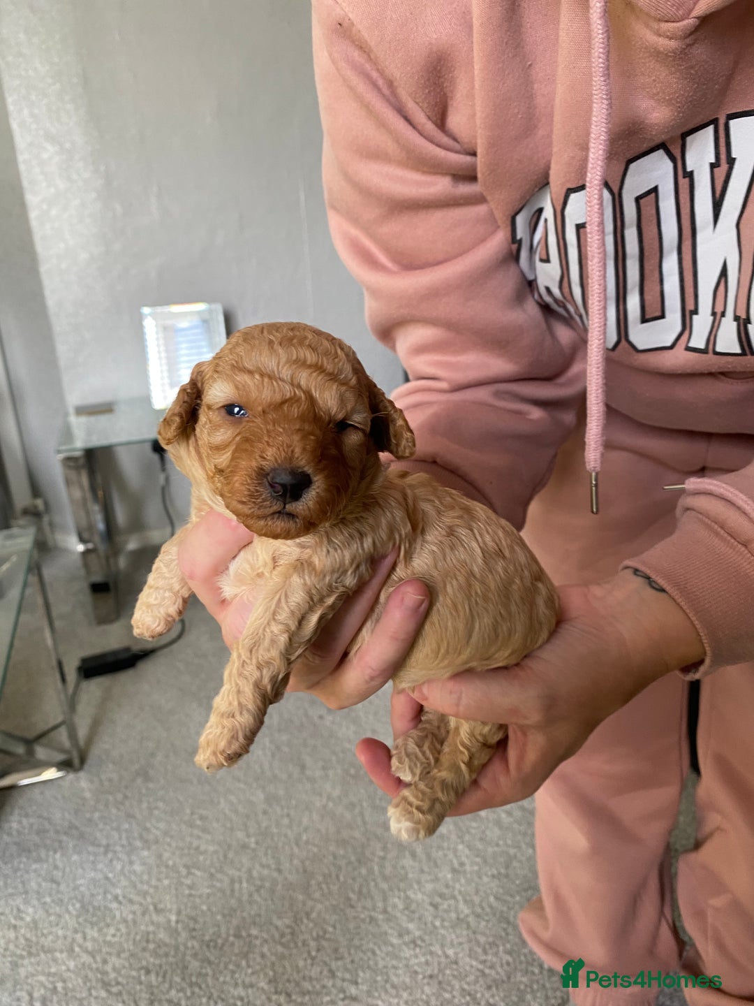 Poochon dogs for sale: 🐶🐾 4 STUNNING POOCHON PUPS 🐾🐶 - Image 9