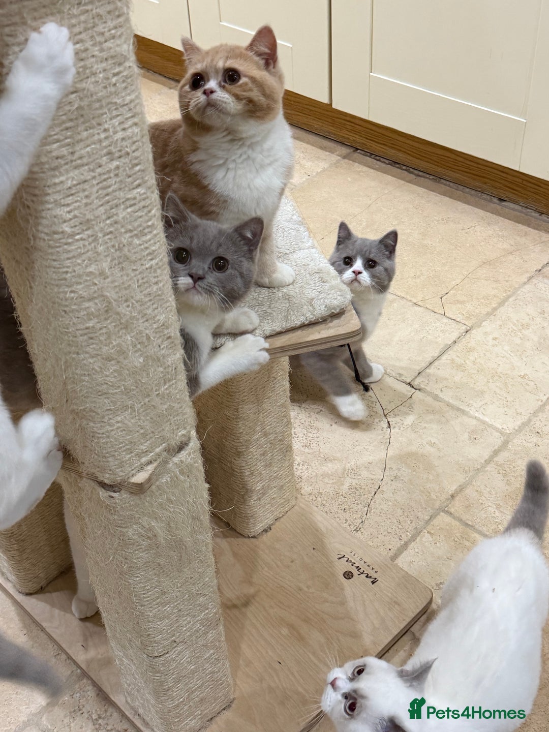 British Shorthair cats for sale: READY NOW - Full Pedigree Registered BSH kittens  - Advert 21