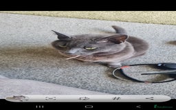 Mixed Breed rabbits for sale: Gorgeous female grey cat - Image 1