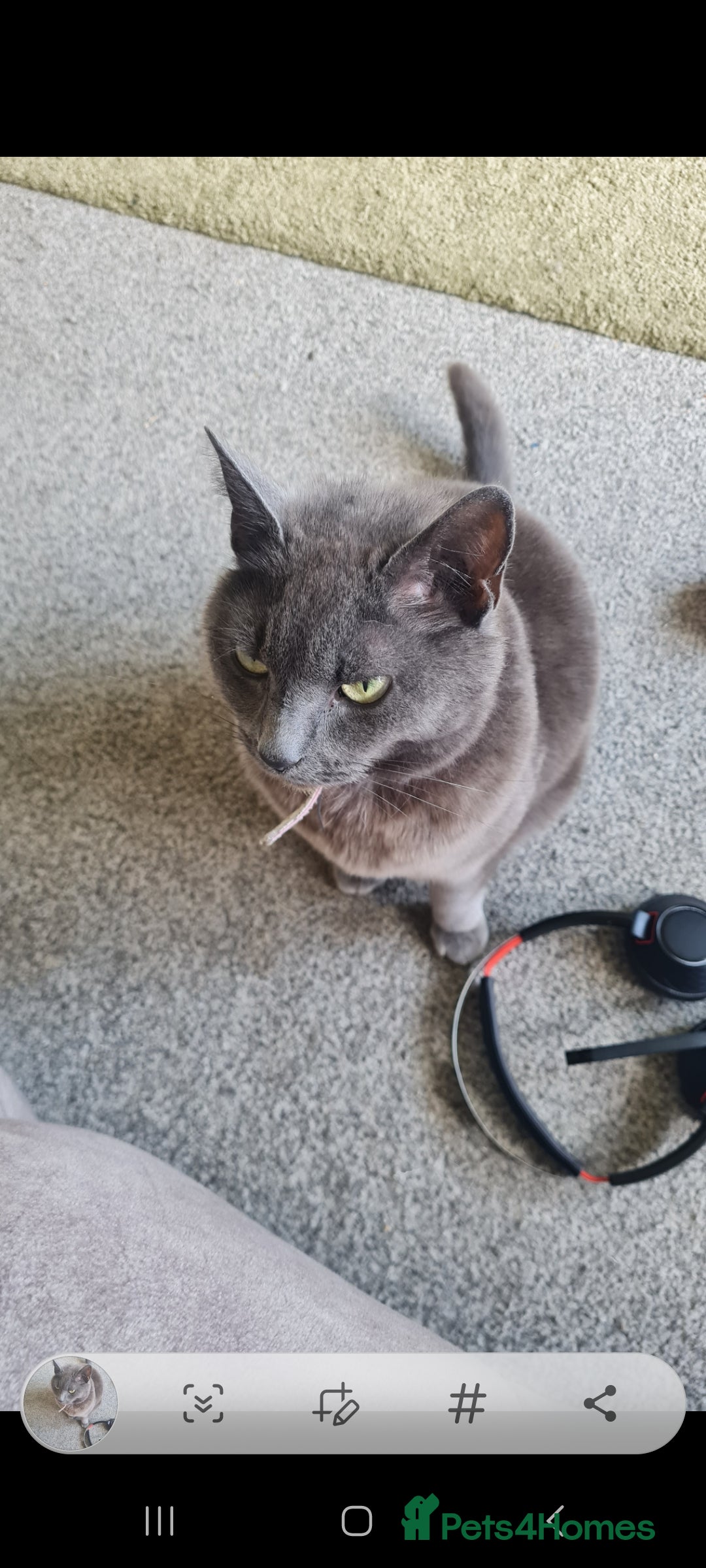 Mixed Breed rabbits for sale: Gorgeous female grey cat - Image 1