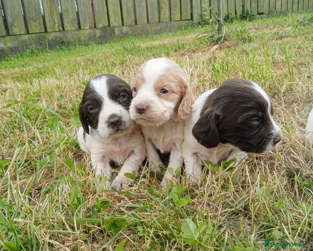 Sprocker dogs for sale: Beautiful f2 sprockers - Image 14