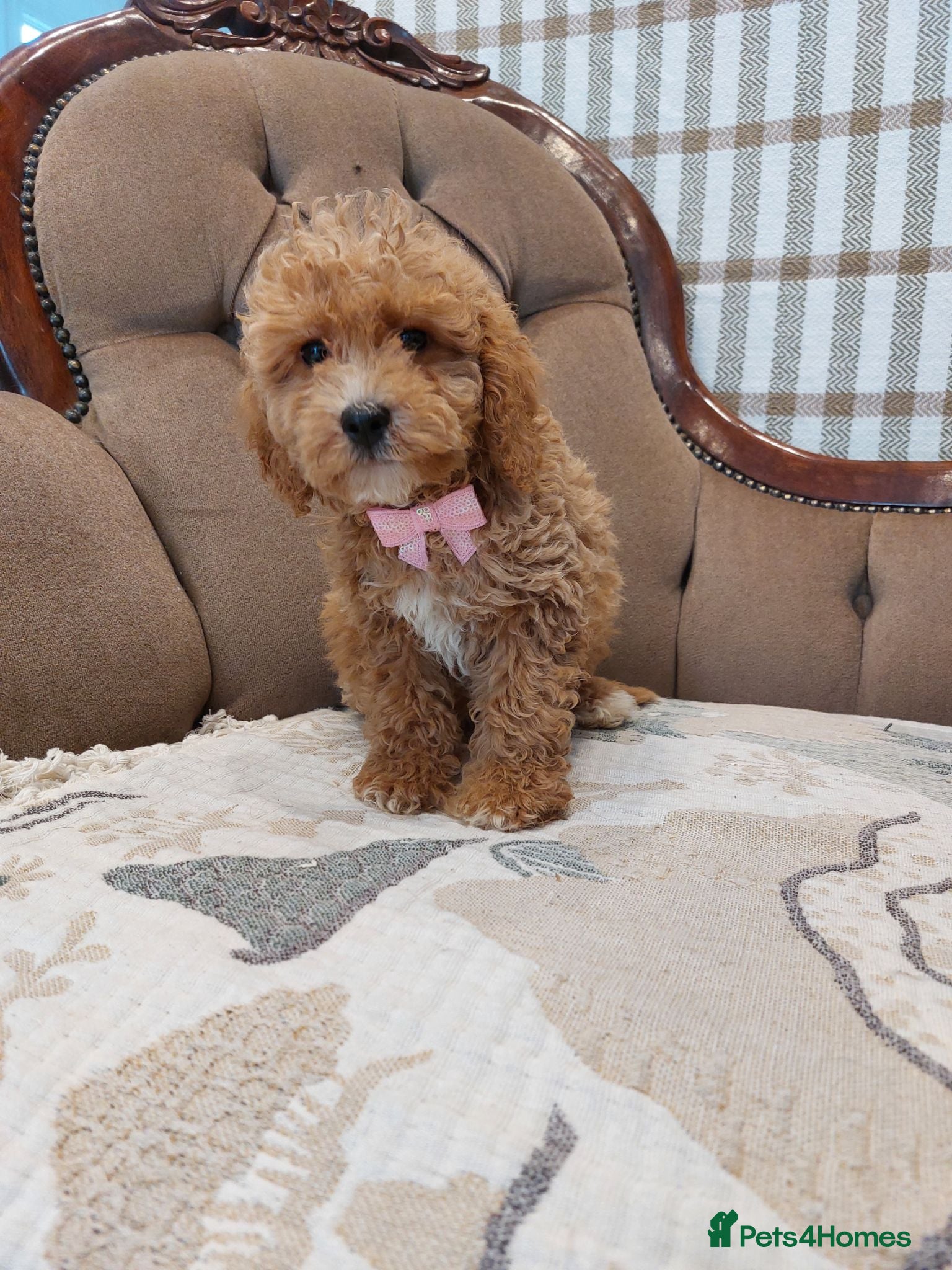 Cavapoo dogs Extensively Health Tested Fox Red Cavapoo puppies - Advert 1