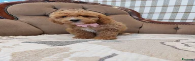 Cavapoo 4