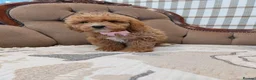 Cavapoo dogs for sale: Extensively Health Tested Fox Red Cavapoo puppies - Advert 7