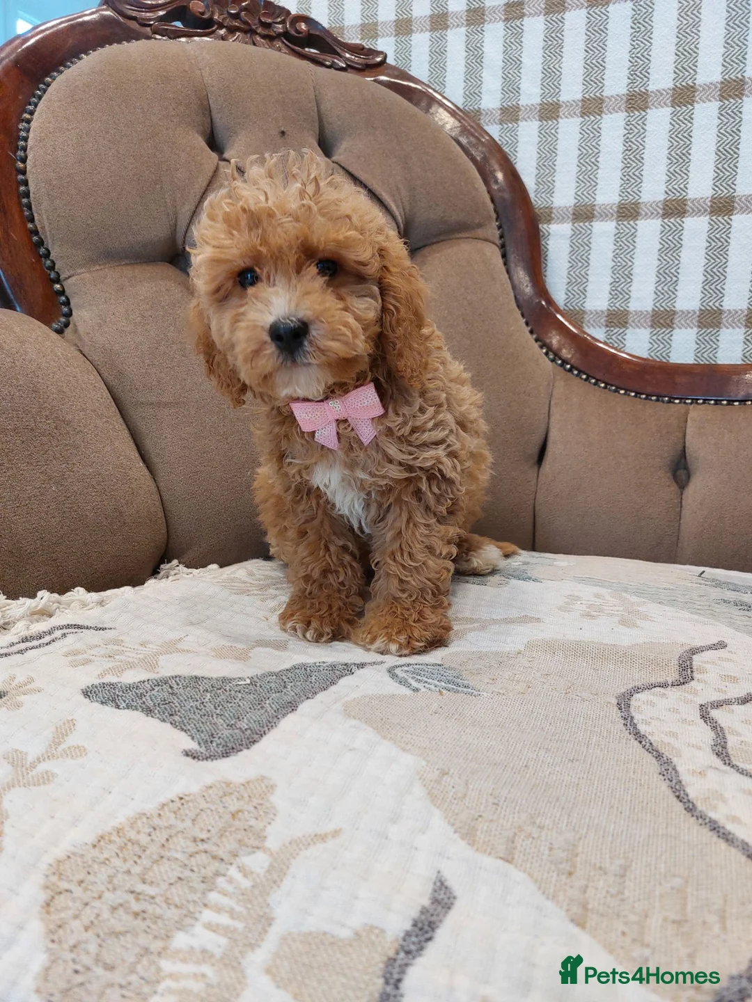 Cavapoo dogs for sale: Extensively Health Tested Fox Red Cavapoo puppies - Advert 13