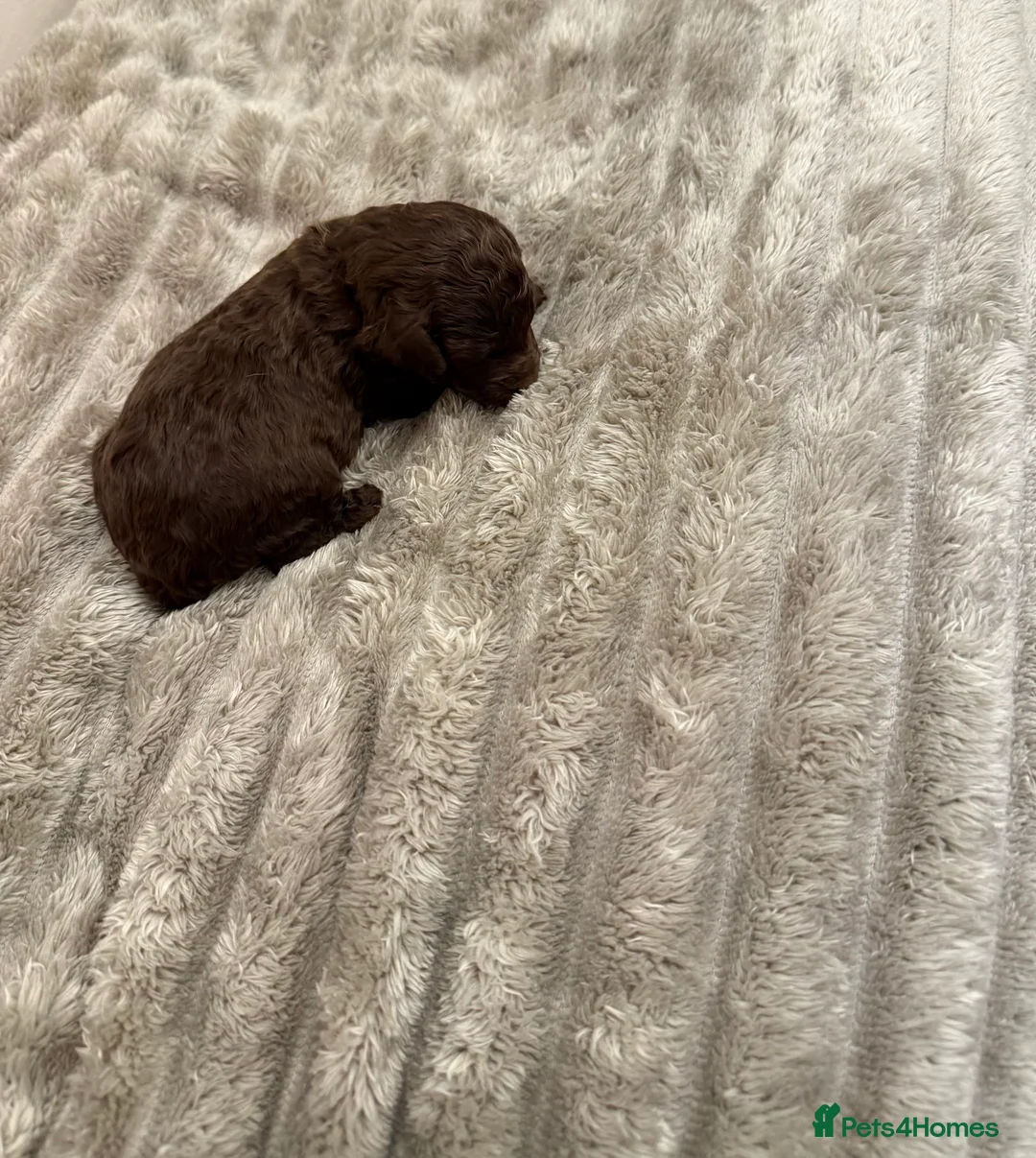 Cavapoo dogs for sale: Beautiful litter of 8 Cavapoos  - Advert 8