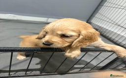Cocker Spaniel dogs for sale: 5 gorgeous cocker spaniel puppies - Image 16