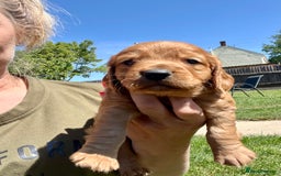 Cocker Spaniel dogs for sale: KC Registered Working Cocker Spaniel Puppies  in Shepton Mallet - Image 11