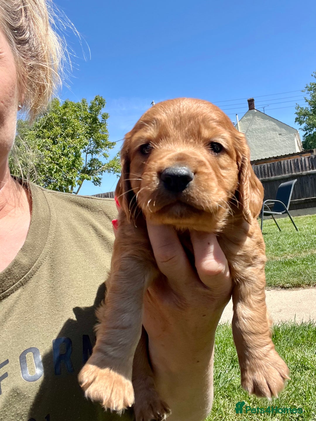 Cocker Spaniel dogs for sale: KC Registered Working Cocker Spaniel Puppies  in Shepton Mallet - Image 11