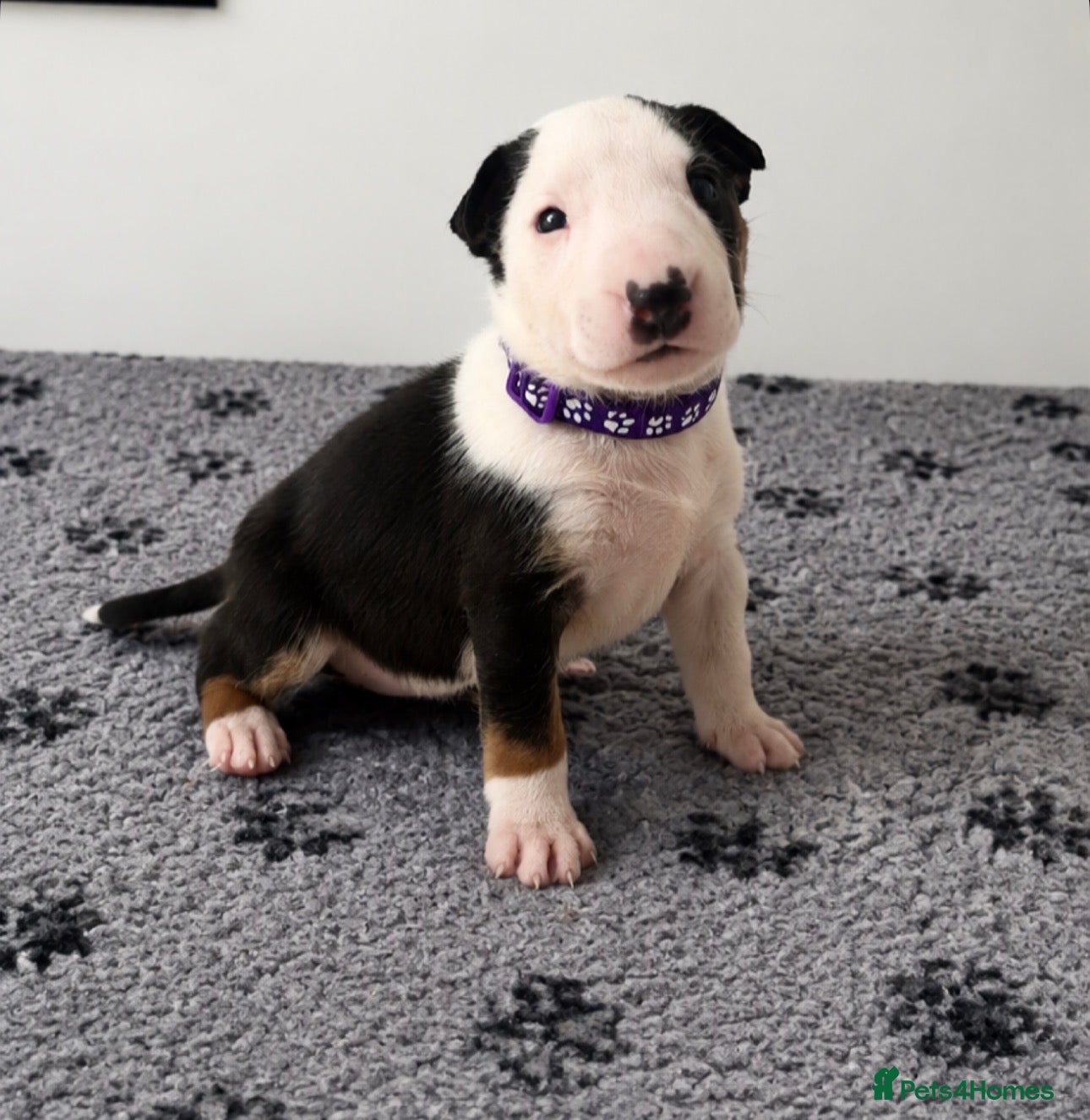 English Bull Terrier dogs Stunning KC Registered English Bullterrier Puppies - Advert 11