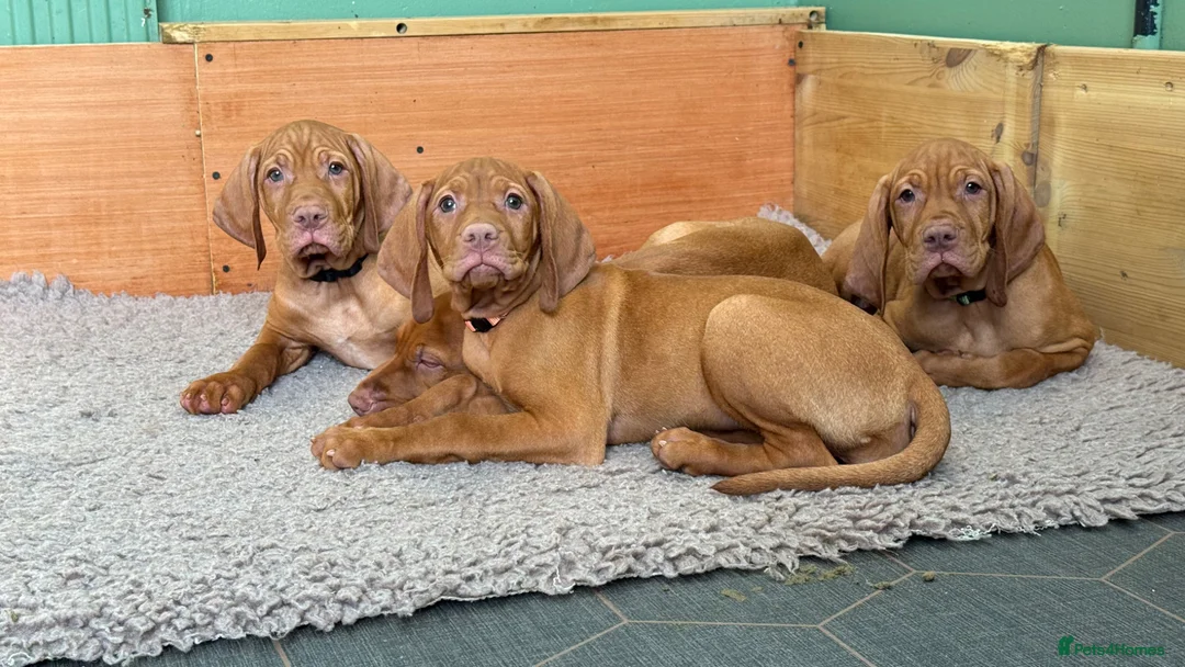 Hungarian Vizsla dogs for sale: 🇭🇺 Hungarian Vizsla puppies 🇭🇺 - Advert 1