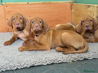 Hungarian Vizsla dogs 🇭🇺 Hungarian Vizsla puppies 🇭🇺 - Advert 12