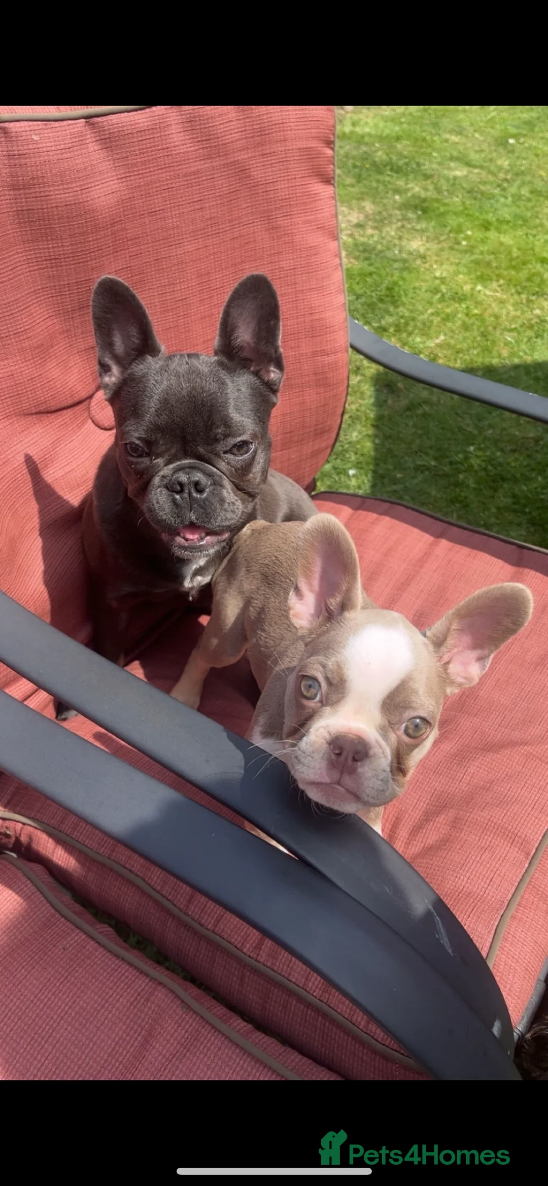 French Bulldog dogs for sale: 2 stunning french bulldog sisters - Advert 3