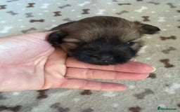 Mixed Breed dogs for sale: Stunning Toy Shihpoo Pom Puppies ready to reserve - Image 7