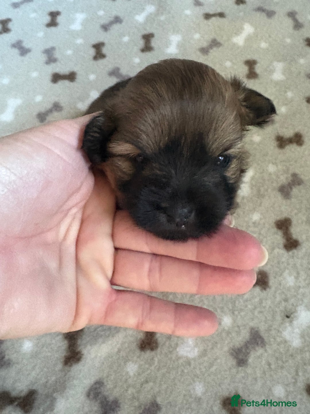 Mixed Breed dogs for sale: Stunning Toy Shihpoo Pom Puppies ready to reserve - Image 7