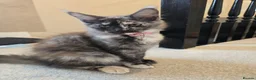 Maine Coon cats for sale: GCCF Maine Coon Kittens looking for forever homes - Advert 8
