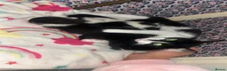 Mixed Breed cats for sale: Mixed breed female kittens  - Advert 1