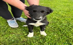 Mixed Breed dogs for sale: Hunterway/Collie in Llangadog - Image 5