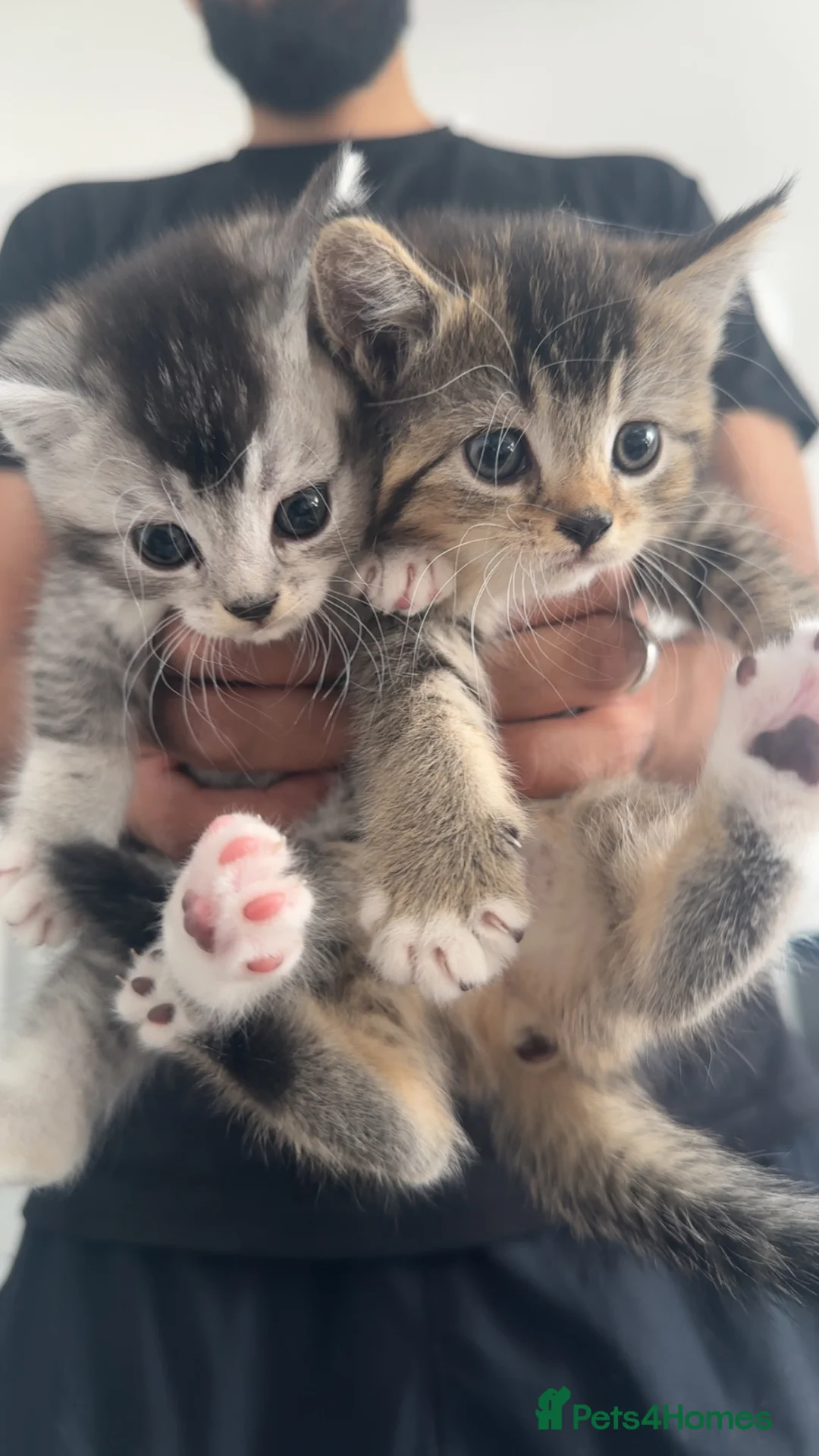 Mixed Breed cats for sale: Rare Adorable British Longhair Mix Kittens - Advert 1