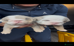 English Bulldog dogs for sale: English bulldog bible John lines  - Image 3