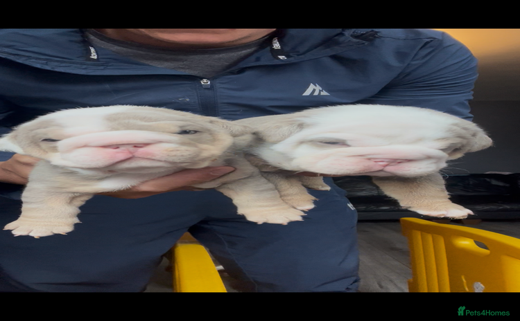English Bulldog dogs - Advert 1