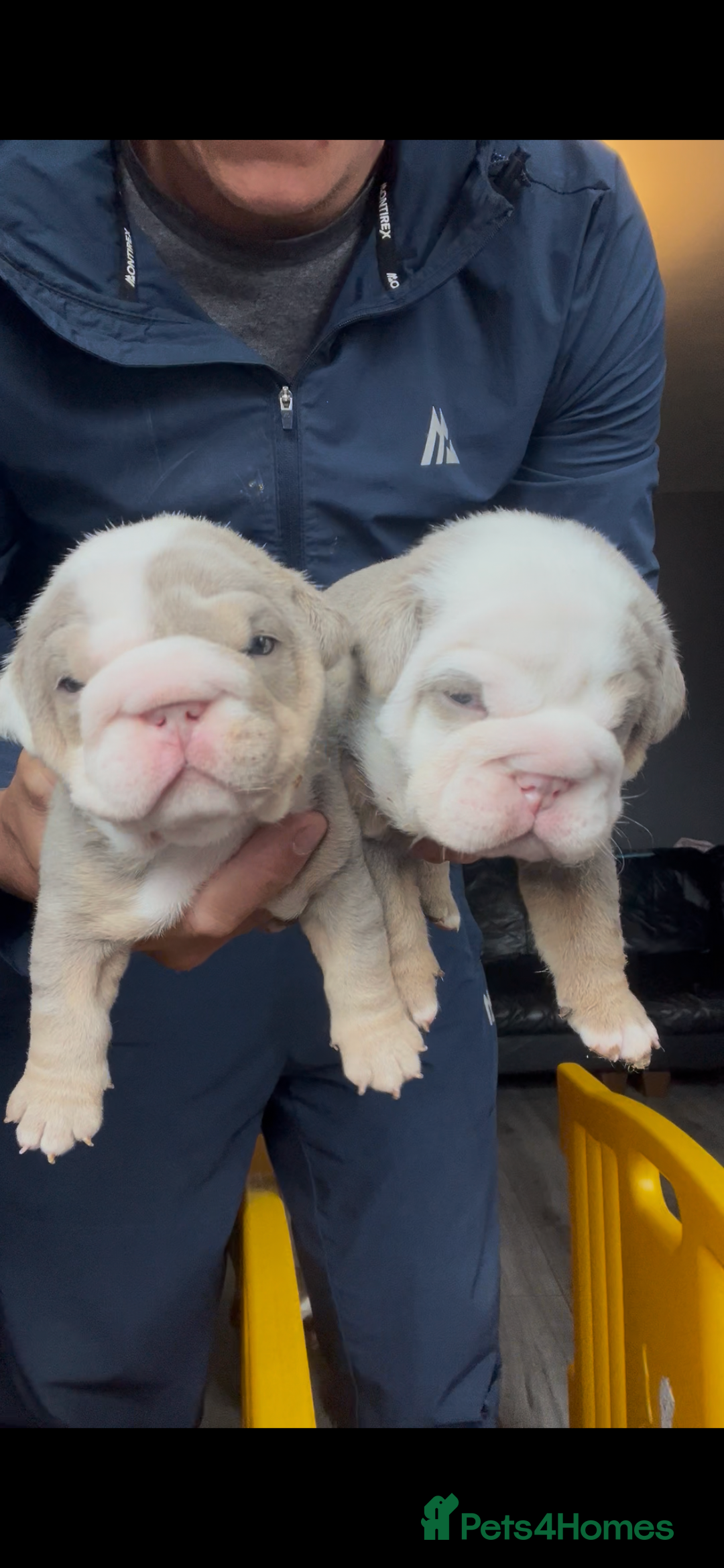 English Bulldog dogs for sale: English bulldog bible John lines  - Image 3