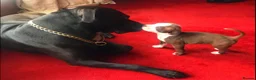 Mixed Breed dogs for sale: 🐾 PEBBLES - The Sweet, Clever Staffy Mix - Advert 8