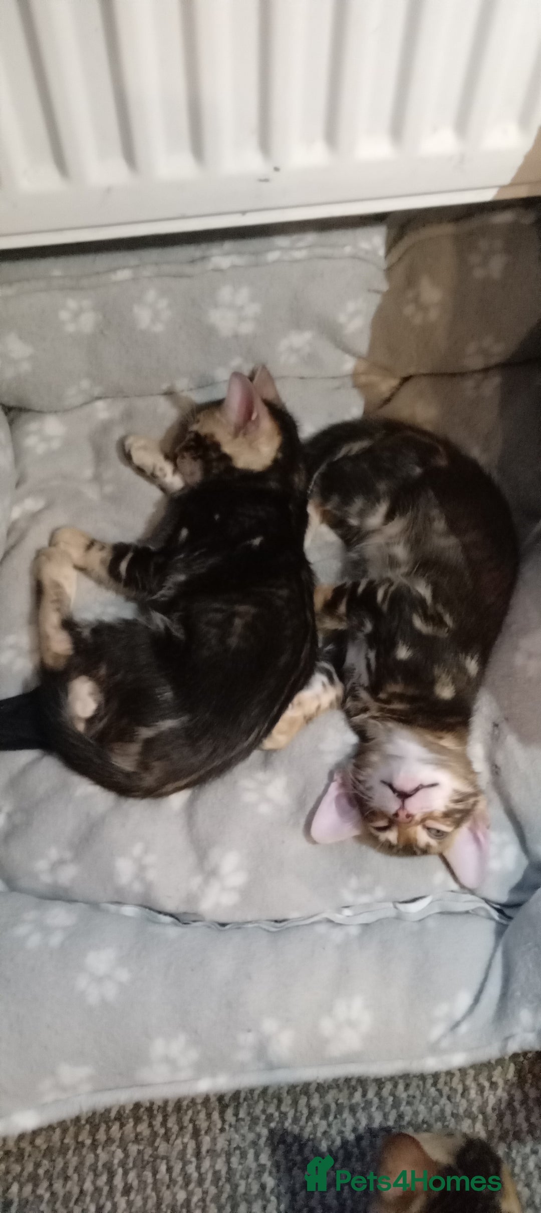 Bengal cats for sale: Pedigree Bengal Kittens - Image 27