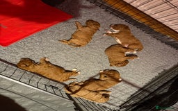 Australian Labradoodle dogs for sale: 5* Health tested Australian Labradoodles - Image 5