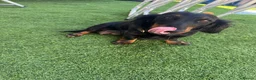 Miniature Dachshund dogs for sale: Miniature dachshunds for sale in Witney - Advert 22