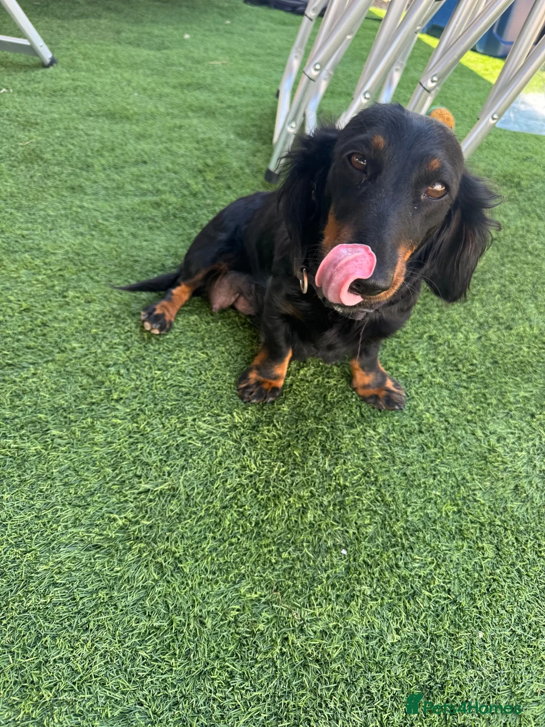 Miniature Dachshund dogs for sale: Miniature dachshunds for sale in Witney - Advert 22