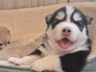 Pomsky dogs Pomsky Puppies – Mini Husky F4 (born 1/1/2026) - Advert 2