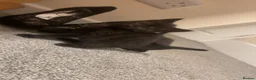Mixed Breed cats for sale: 4 beautiful black kittens for sale!!! - Advert 7