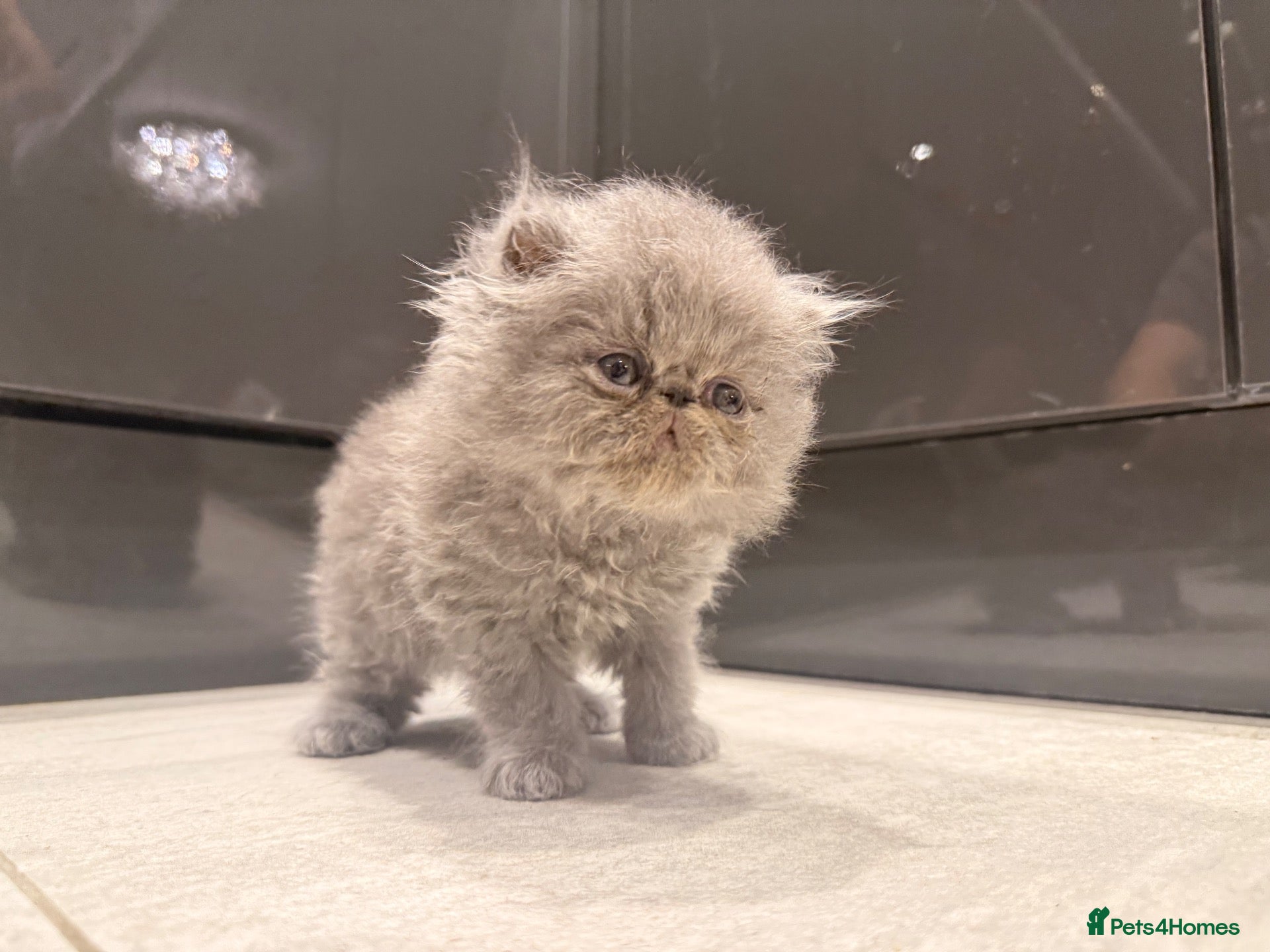 Persian cats GCCF Registered Blue Persian Kittens  - Advert 1