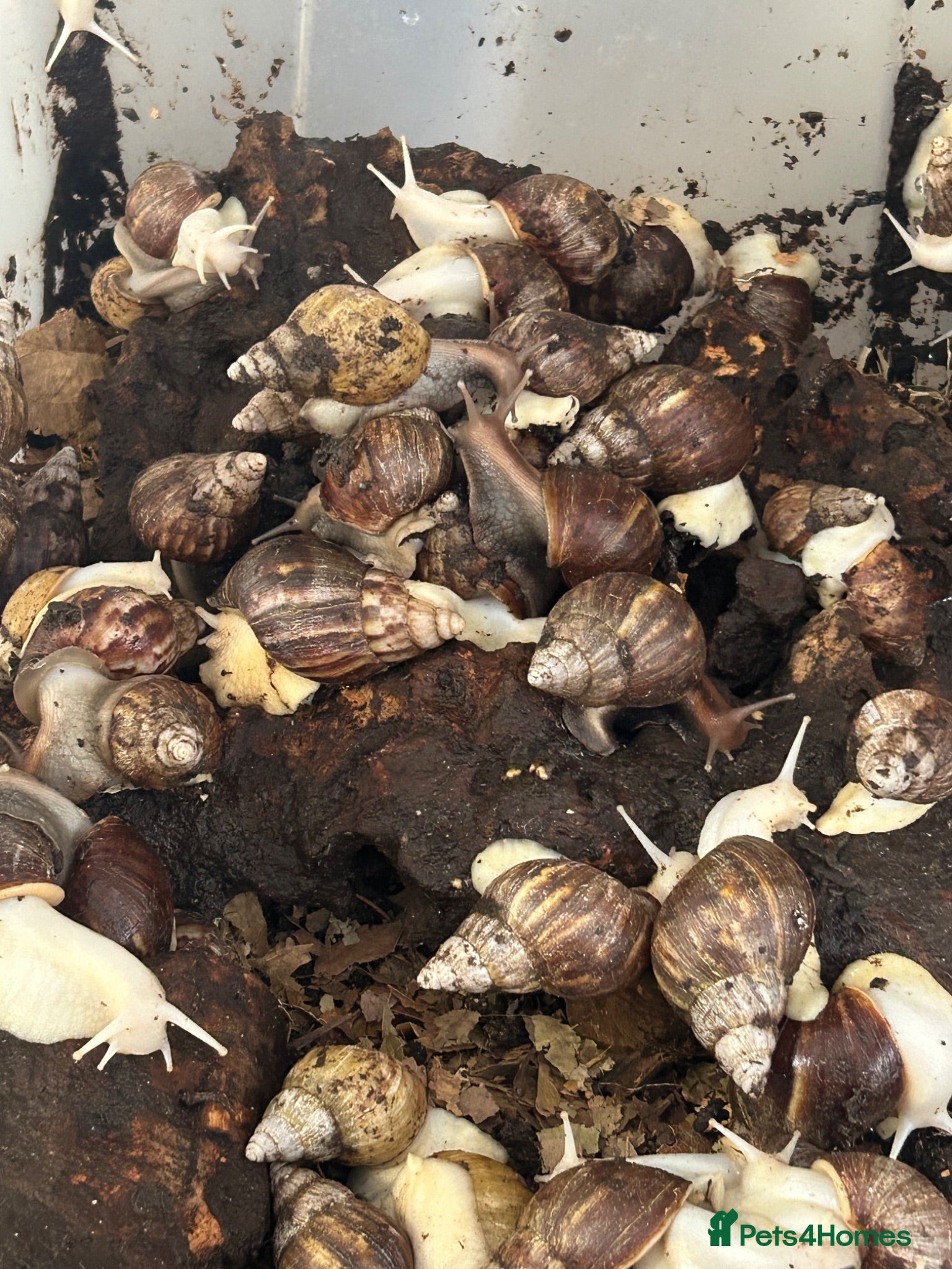 Snails invertebrates Albino Giant African land snails + other inverts  - Advert 1