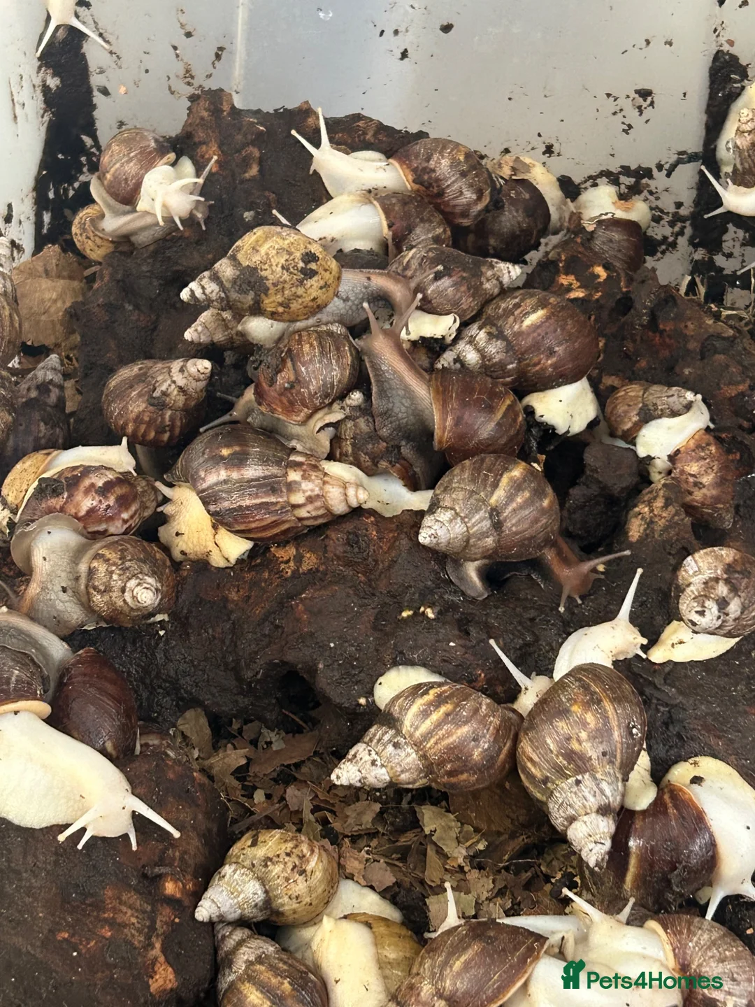 Snails invertebrates for sale: Albino Giant African land snails + other inverts  - Advert 1