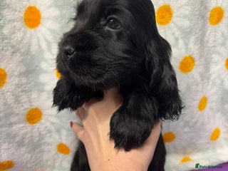 Cocker Spaniel dogs - Advert 17